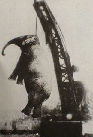 The circus elephant Mary hanged Sep. 13, 1913 in Erwin, Tennessee